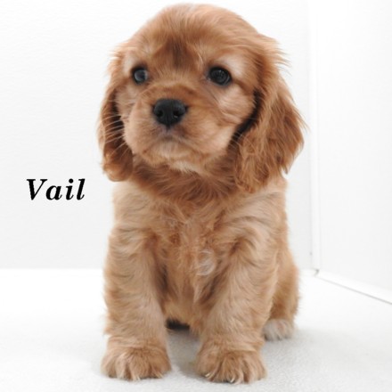 puppy, for, sale, Cock A Lier, Joe & Cherri  Overlease, dog, breeder, Miller, MO, dog-breeder, puppy-for-sale, forsale, nearby, find, puppyfind, locator, puppylocator, aca